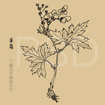 草乌