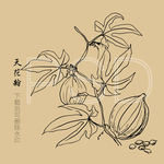 天花粉