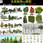 植物模型