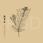 络石藤 络石藤粉 石鲮 明石