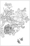 猫咪 素描 线描 白描 国画