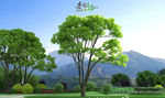 香樟模型树3D