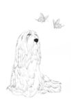 宠物名犬狗 白描 素描 线描