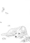 宠物名犬狗 白描 素描 线描