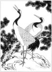 仙鹤 线描 素描 白描 国画