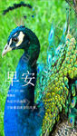 早安