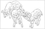 山羊 白描 素描 线描 国画