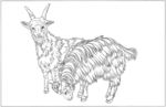 山羊 白描 素描 线描 国画