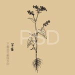 苦荞