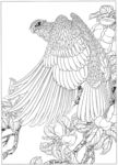 雄鹰 线描 素描 白描 国画