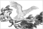 雄鹰 线描 素描 白描 国画