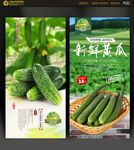 小黄瓜