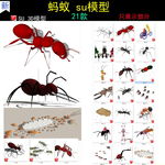 蚂蚁su模型