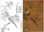 芙蓉锦鸡图 白描+设色图
