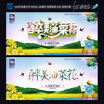油菜花