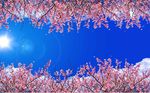 蓝天樱花吊顶天顶壁画
