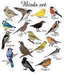 手绘小鸟矢量设计素材