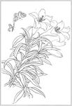 百合 白描 素描 线描 国画