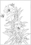 百合 白描 素描 线描 国画