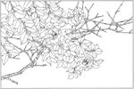 茶花 白描 素描 线描 国画