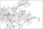 茶花 白描 素描 线描 国画