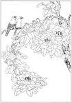 茶花 白描 素描 线描 国画