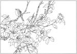 茶花 白描 素描 线描 国画