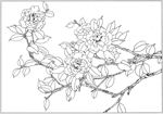 茶花 白描 素描 线描 国画