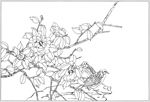 茶花 白描 素描 线描 国画