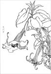 曼陀罗花  白描 素描 线描