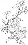 茶花 白描 素描 线描 国画