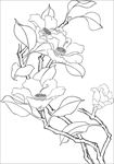 茶花 白描 素描 线描 国画
