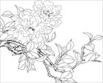 茶花 白描 素描 线描 国画