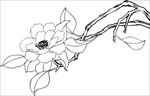 茶花 白描 素描 线描 国画
