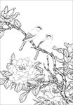 茶花线描 茶花白描 茶花素描