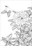 茶花线描 茶花白描 茶花素描