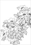茶花线描 茶花白描 茶花素描