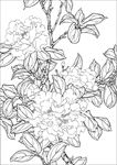 茶花线描 茶花白描 茶花素描