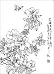 杜鹃花线描 杜鹃花白描 杜鹃花