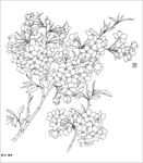 梨花线描 梨花白描 梨花素描