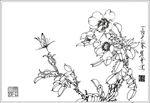 山茶花线描 山茶花白描 山茶花