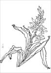 石蜡花线描 石蜡花白描 石蜡花