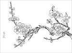 杏花线描 杏花白描 杏花素描
