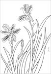 鸢尾花线描 鸢尾花白描 鸢尾花