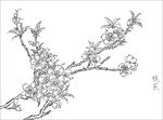 桃花线描 桃花白描 桃花素描