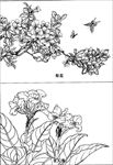 梨花线描 梨花白描 美人蕉
