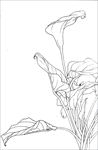 马蹄莲花线描 马蹄莲花白描 马