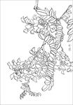 紫藤线描 紫藤白描 紫藤素描