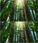 梦幻阳光森林