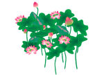 荷花